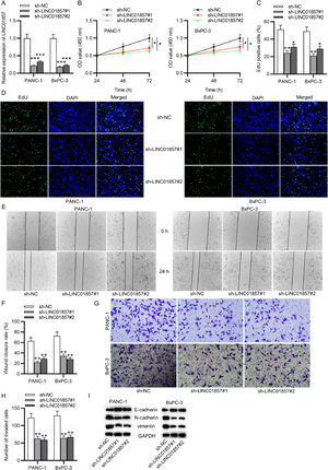 LINC01857 downregulation inhibits cell proliferation, migration, and invasion. (A) The transfection efficiency of sh-LINC01857#1/2 was tested by RT-qPCR analysis. (B) The viability of PANC-1 and BxPC-3 cells transfected with sh-LINC01857#1/2 was measured by CCK-8 assays. (C‒D) The proliferation of PANC-1 and BxPC-3 cells with the above transfection was detected by EdU assays. (E‒F) Cell migration was analyzed after transfection by wound healing assays. (G‒H) Transwell assays were conducted to analyze the invasion in PANC-1 and BxPC-3 cell lines. (I) The protein level of E-cadherin, N-cadherin and vimentin in cells with the above transfection was assessed by western blot. *p < 0.05, ⁎⁎p < 0.01, ⁎⁎⁎p < 0.001.