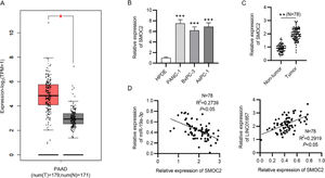 SMOC2 is upregulated in PDAC tissues. (A) GEPIA database showed SMOC2 levels in 179 tumor tissues and 171 normal tissues (http://gepia.cancer-pku.cn/). (B) SMOC2 levels in HPDE, PANC-1, AsPC-1and BxPC-3 cells were analyzed by RT-qPCR. (C) SMOC2 levels in 78 tumor samples and 78 pair-matched normal samples was determined by RT-qPCR. (D) Spearman's correlation analysis was implemented for the analysis of the correlation between SMOC2 and LINC01857 and that between SMOC2 and miR-19a-3p in PDAC tissues. *p < 0.05, ⁎⁎p < 0.01, ⁎⁎⁎p < 0.001.