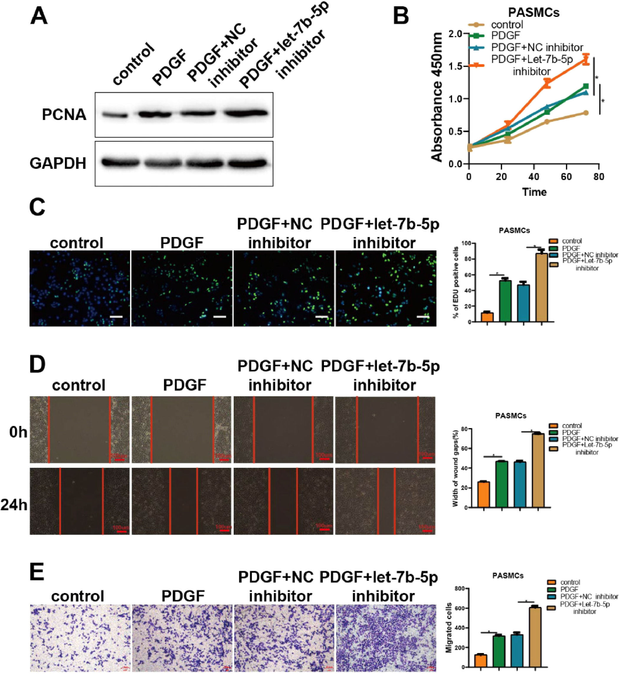 let-7b-5p suppresses the proliferation and migration of pulmonary ...