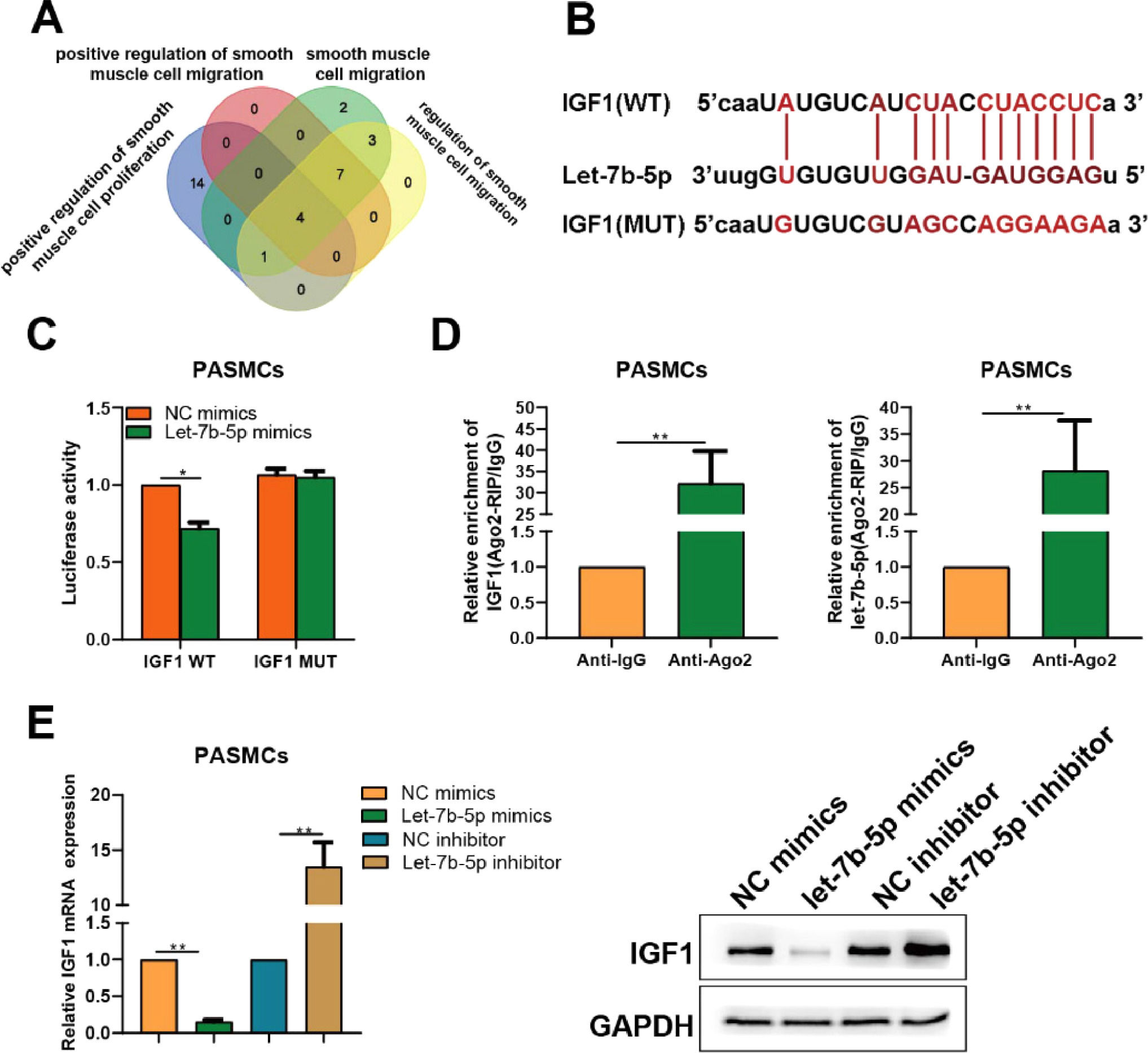 let-7b-5p suppresses the proliferation and migration of pulmonary ...