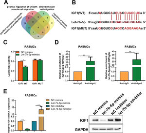 IGF1 is a direct target of let-7b-5p in PASMCs. (A) Based on the prediction result of starbase, four target genes of let-7b-5p further identified by intersecting functional annotation results. (B) Potential binding sites between IGF1 and let-7b-5p. (C) Dual-luciferase and (D) Ago2 pull down assays indicated the direct interaction between IGF1 and let-7b-5p. (E) The mRNA (left) and protein (right) expression levels of IGF1in PASMCs after transfection with let-7b-5p mimics or inhibitor. Note: *p < 0.05 and ⁎⁎p < 0.01.