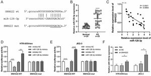 SNHG22 functions as a regulator of miR-128-3p in trophoblasts. Starbase database was used to predict the potential binding site between SNHG22 and miR-128-3p. (B) miR-128-3p expression in normal placenta (n = 25) and PE placenta (n = 25) tissues was determined by q-PCR. (C) Spearman's correlation analysis was applied to detect the correlation between the expression of miR-128-3p and SNHG22 in PE placenta tissues (n = 25). (D and E) HTR-8/Svneo and JEG-3 cells were co-transfected with miR-128-3p mimic or miR-128-3p inhibitor and SNHG22-WT or SNHG22-MUT. The luciferase activity was determined by a dual-luciferase reporter assay. (F) miR-128-3p expression in SNHG22-silenced HTR-8/Svneo and JEG-3 cells was determined by q-PCR. Experiments were replicated three times. *p < 0.05, **p < 0.01, ***p < 0.001, ****p < 0.0001. Data are expressed as mean ± SD.