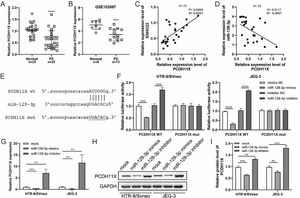 miR-128-3p negatively modulates PCDH11X in trophoblasts. (A) PCDH11X expression in normal placenta (n = 25) and PE placenta (n = 25) tissues was determined by q-PCR. (B) PCDH11X expression in normal placenta (n = 8) and PE placenta (n = 13) tissues was analyzed in a public database (GSE102897). (C and D) Spearman's correlation analysis was applied to detect the correlation between the expression of PCDH11X with SNHG22 (C) and miR-128-3p (D) in PE tissues (n = 25). (E) TargetScan database predicted a binding site between miR-128-3p and PCDH11X. (F) HTR-8/Svneo and JEG-3 cells were co-transfected with miR-128-3p mimic or miR-128-3p inhibitor and PCDH11X-WT or PCDH11X-MUT, the luciferase activity of was determined by dual-luciferase reporter assay. (G-I) HTR-8/Svneo and JEG-3 cells were transfected with miR-128-3p mimic or miR-128-3p inhibitor, q-PCR (G), and Western blotting (H and I) were performed to detect PCDH11X expression. Experiments were replicated three times. **p < 0.01, ***p < 0.001, **** p < 0.0001. Data are expressed as mean±SD.