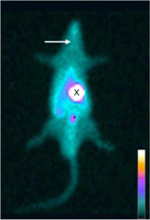 Whole body planar 99mTc scintigraphy in thyroidectomized rats. 99mTc biodistribution on the 14th day revealing no uptake on thyroid topography (arrow), while radioactive accumulation is seen on stomach (X), and bladder (*).