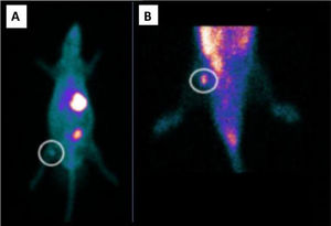 Whole body planar 99mTc scintigraphy in TG rats. 99mTc biodistribution on the 14th day revealing (A) heterotopic graft with a higher uptake on the right thigh (circle) and stomach (X), and bladder radioactive accumulation (*). (B) ROI centered on the right hind leg showing higher uptake (circle).