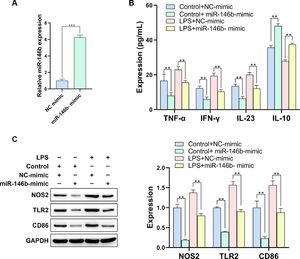 miR-146b overexpression alleviates inflammation responses and blocks M1 polarization in macrophages. (A) The transfection efficacy of miR-146b overexpression was examined by q-PCR. (B) The levels of inflammation-related factors were determined by ELISA assay. (C) M1 macrophage polarization-related indicators were examined by Western blotting.