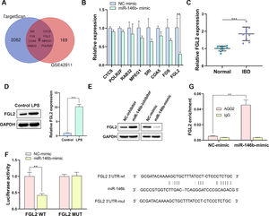 miR-146b inhibits FGL2 in IBD-derived macrophages. (A) TargetScan database and GSE42911 dataset were used to screen the target gene of miR-146b. (B) The expression of intersected genes in miR-146b-overexpressed cells was examined by q-PCR (C and D) The expression of FGL2 in IBD mice (C) and LPS-induced macrophages (D) was determined by q-PCR and Western blotting. (E) FGL2 expression in miR-146b-overexpressed or miR-146b-depleted macrophages was determined by Western blotting. (F and G) The correlation between miR-146b and FGL2 was investigated by Dual Luciferase reporter (F) and RIP (G) in 293T cells.
