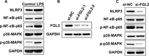 FGL2 activated NF-κB and MAPK signaling pathways in LPS-induced macrophages. NF-κB and MAPK pathways in LPS-induced macrophages (A), the transfection efficacy of FGL2 knockdown (B) and the phosphorylation level of p-NF-κB-p65 and p-p38-MAPK (C) were determined by Western blotting.
