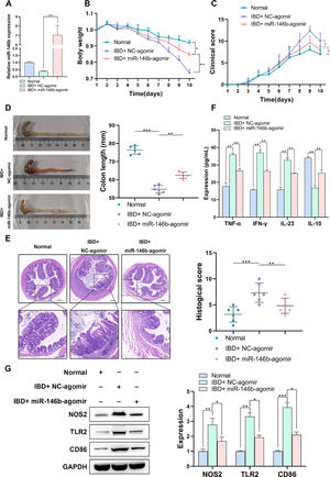 miR-146b ameliorates the inflammation phenotypes and M1 macrophage polarization of IBD mice in vivo. MiR-146b agomir was injected through the tail vein into IBD mice, and miR-146b expression in colon tissues was determined by q-PCR (A). The body weight (B), DAI scores (C), colon length (D) and the pathological changes (E) in IBD mice. The levels of inflammation-related factors were detected by ELISA assay (F), and M1 macrophage polarization-related indicators were determined by Western blotting (G).