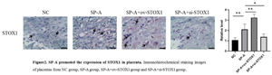 SP-A promoted the expression of STOX1 in placenta. Immunohistochemical staining images of placentas from NC group, SP-A group, SP-A+ov-STOX1 group and SP-A+si-STOX1 group. Arrows point to STOX1 in nucleus (n = 6, Scale bar: 100 μm).