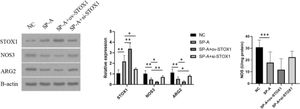 SP-A inhibited NOS3 and ARG2 through promoting STOX1 in placenta. Western blot was performed to determine the protein levels of STOX1, NOS3 and ARG2 in placentas from NC group, SP-A group, SP-A+ov-STOX1 group and SP-A+si-STOX1 group (n = 6)