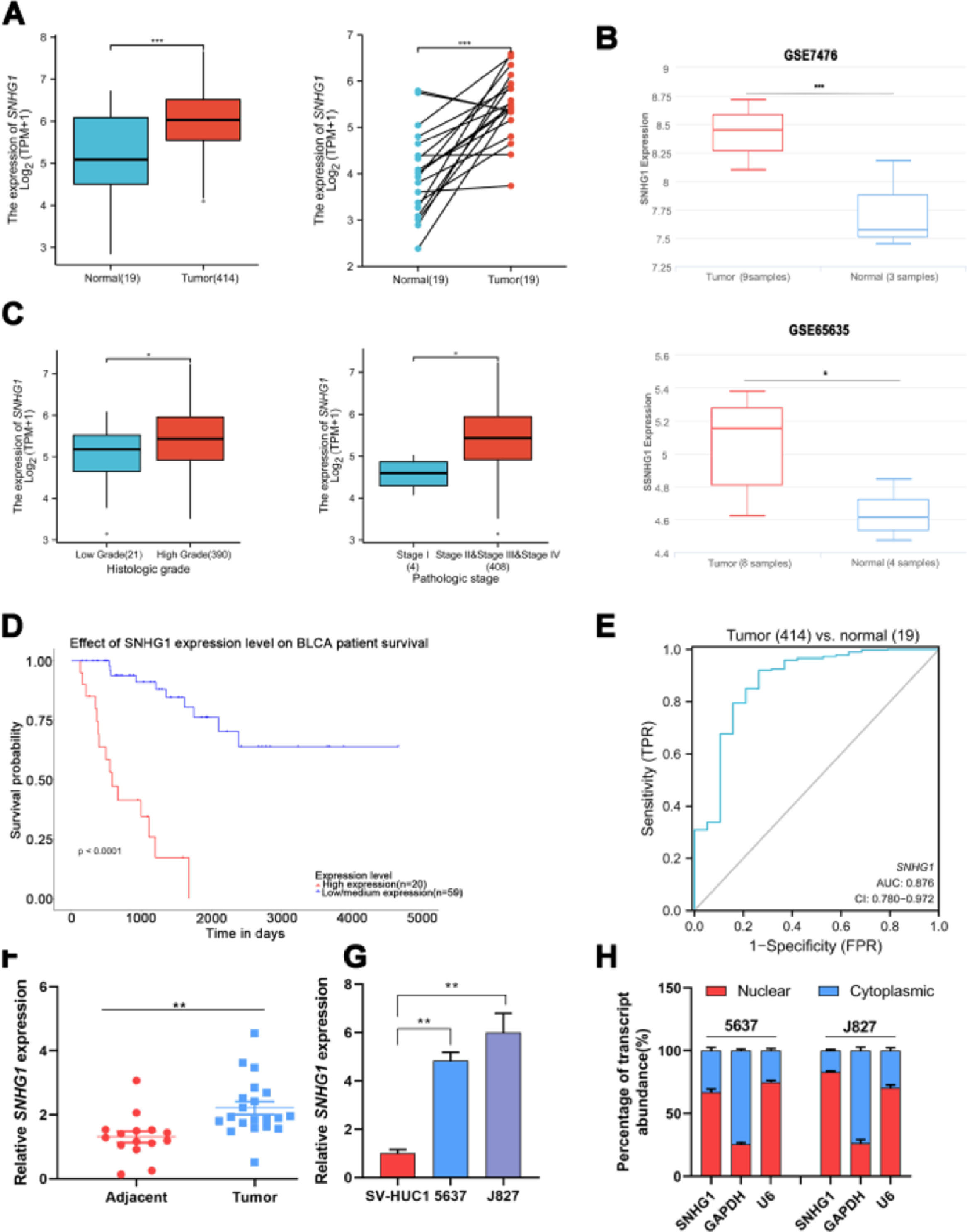 Long non-coding RNA SNHG1 promotes bladder cancer progression by ...