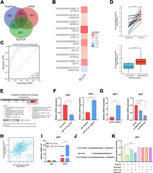 SNHG1 upregulated EZH2 through sponging miR-137-3p in the cytoplasm. A, Prediction of downstream genes of miR-137-3p in the intersection of TargetScan database, miRDB database and upregulated genes in BLCA. B, The prognostic significance of ten up-regulated genes. C, The ROC curve analysis of EZH2. D, The expression of EZH2 in BLCA data from TCGA. E, The expression of EZH2 in BC-related datasets from Oncomine. F, The expression of EZH2 in J827 cells with transfection of mimics or inhibitors. G, EZH2 expression in 5637 cells with SNHG1 overexpression or in J827 cells with SNHG1 knockdown. H, Correlation of EZH2 and SNHG1, the data were analyzed from BC TCGA database. I, Enrichment of EZH2 pulled down by AGO2 antibodies in J827 cells with mimic transfection. J, Prediction of binding sites of EZH2 on miR-137-3p. K, The luciferase activity in J827 cells co-transfected with SNHG1 plasmids, EZH2 plasmids and mimics. Statistical significance was assessed using t test for two groups or one-way ANOVA for multiple groups. *p < 0.05; **p < 0.01. BLCA, Bladder Urothelial Carcinoma; WT, Wild Type; MUT, Mutant Type.