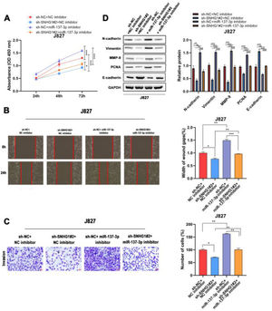 SNHG1 absorbed miR-137-3p to promote BC cell proliferation, migration, invasion and EMT. A, The proliferation of J827 cells was detected with CCK-8. B, The migration of J827 cells was detected with Wound healing assay. C, The invasion of J827 cells was detected with transwell assay D, The protein levels of PCNA, N-cadherin, Vimentin, E-cadherin and MMP-9 in J827 cells was detected with Western blot. Statistical significance was assessed using one-way ANOVA for multiple groups. *p < 0.05; **p < 0.01.