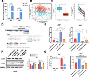 SNHG1 was involved in the transcriptional repression of KLF2 through its interaction with EZH2. A, SNHG1 was pulled down by EZH2 antibody. B, Correlation of KLF2 and SNHG1/EZH2, the data were analyzed from BC TCGA database. C, KLF2 expression in BLCA data from TCGA (left) and fresh frozen specimen (right). D, KLF2 expression in BC-related datasets from Oncomine. E, After SNHG1 knockdown or EZH2 overexpression, the mRNA levels of EZH2 and KLF2 in J827 cells were detected by qPCR assay. F, After SNHG1 knockdown or EZH2 overexpression, the protein levels of EZH2 and KLF2 in J827 cells were detected by Western blot assay. G, The enrichment of KLF2 promoter pulled down by EZH2 antibodies in J827 cells with SNHG1 silencing. H, The transcriptional activity of KLF2 promoter in J827 cells with SNHG1 knockdown or EZH2 overexpression. Statistical significance was assessed using t test for two groups or one-way ANOVA for multiple groups. *p < 0.05; **p < 0.01; ***p < 0.001.