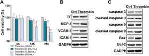 HPAECs were damaged upon thrombin stimulation. A, HPAEC viability upon thrombin stimulation was detected by CCK-8. B, Western blot analysis of TF, MCP-1, VCAM-1, and ICAM-1 in HPAECs. C, Western blot analysis of caspase 3, caspase 9, cleaved caspase 3, cleaved caspase 9, Bax, and Bcl-2 in HPAECs. * p < 0.05; ** p < 0.01; *** p < 0.001. All experiments were repeated three times.