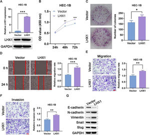 LHX1 overexpression enhances UCEC cell migration, invasion, proliferation, and EMT induction. (A) LHX1 expression was confirmed to be increased via RT-qPCR and Western blotting compared with that in cells treated with the empty pcDNA3.1 vector. (B) CCK-8 assay was used to analyze cellular proliferation. (C) Overexpressed LHX1 enhanced the colony formation capability of HEC-1B cells compared with empty vector transfection. (D) The influence of LHX1 overexpression on HEC-1B cell migration was examined via wound healing assay. (×100; scale bar, 100 μm) (E) Cellular migration and (F) invasion were analyzed and quantified. (×100; scale bar, 100 μm) (G) LHX1 overexpression enhanced the expression of Slug, Snail, Vimentin, and N-cadherin, while inhibited the expression of E-cadherin. Results are expressed as mean ± SD; *p < 0.05, **p < 0.01, ***p < 0.001. Data are representative of three independent experiments.