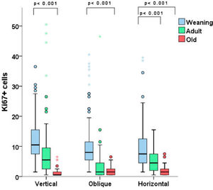Number of ki-67-stained fibroblasts per field. There were differences in the results with each type of incision, with weaning groups showing greater proliferation of fibroblasts than older rats. Note the outlier values.