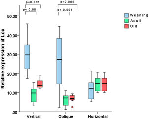 Expression of the Lox gene in different groups. The gene was more expressed in weaning rats with vertical and oblique incisions. Note one outlier value in the OO group.