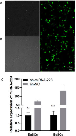 Efficiency of the lentiviral transductions. (A-B) sh-miR-223 and sh-NC green fluorescent protein and miRNA-223 expression in EuSCs (A) and EcSCs (B); (C) miRNA-223 expression in cells transfected with sh-miR-223 or sh-NC was detected using qRT-PCR. Left panels show the light microscope images from each treatment, and the right panels show the fluorescence microscopy images of the same cells. miRNA-223, microRNA-223; EuSCs, eutopic endometrial stromal cells; EcSCs, ectopic endometrial stromal cells; *p < 0.05, when compared to the sh-NC group.