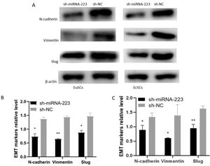 Expression of EMT-related proteins in sh-miR-223- and sh-NC-treated EuSCs and EcSCs (A) Expression of EMT-related proteins in sh-miR-223 and sh-NC cells detected by western blot. (B) Densitometric analysis of protein expression in EuSCs following miRNA-223 upregulation. (C) Densitometric analysis of protein expression in EcSCs. Western blot shows that N-cadherin, vimentin, and Slug expression were all downregulated in response to increased miR-223. miRNA-223, microRNA-223; EuSCs, eutopic endometrial stromal cells; EcSCs, ectopic endometrial stromal cells; *p < 0.05 and **p < 0.01, n ≥ 3, when compared with the sh-NC group.