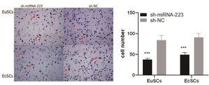 Upregulation of miRNA-223 compromises cellular invasion ability. Transwell assay demonstrates cell invasiveness following treatment with sh-miR-223 or sh-NC. miRNA-223, microRNA-223; EuSCs, eutopic endometrial stromal cells; EcSCs, ectopic endometrial stromal cells; ***p < 0.001, when compared with the sh-NC group.