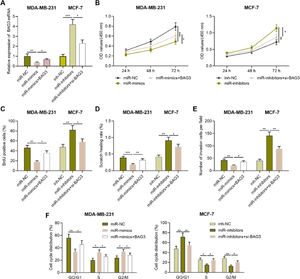 BAG3 reverses the effects of miR-135a-5p on the proliferation, migration, invasion, and cycle of BC cell. (A) miR-NC, miR-mimics, miR mimics+BAG3 and inh-NC, miR-inhibitors, and miR-miR inhibitors+si-BAG3 were co-transfected into MDA-MB-231 and MCF-7 cells, respectively, and the transfection efficiency was detected by qRT-PCR. (B) After transfection, MDA-MB-231 and MCF-7 cells were tested for the viability by CCK-8 assay. (C) After transfection, the proliferation of MDA-MB-231 and MCF-7 cells was detected by BrdU method. (D, E) Changes of the migration and invasion abilities of MDA-MB-231 and MCF-7 cells after transfection were detected by wound healing assay and Transwell assay. (F) Changes of cell cycle of MDA-MB-231 and MCF-7 cells after transfection were detected by flow cytometry. *p < 0.05, ** p < 0.01, and *** p < 0.001.