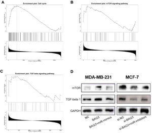 BAG3 activates the cell cycle, mTOR and TGF-β signaling pathway. (A‒C) GSEA plot showed that BAG3 expression was associated with cell cycle and mTOR pathway and TGF-β signaling pathway. (D) Western blot was performed to detect the expression of mTOR and TGF-β1 after transfection of BAG3, BAG3+miR-mimics and si-BAG3, BAG3+miR-inhibitors into MDA-MB-231 and MCF-7 cells, respectively.