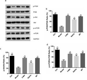 Effect of MT on the PI3K/Akt/mTOR signaling pathway. (a) Expression of the PI3K/AKT/mTOR pathway-related proteins, p-PI3K, p-Akt, p-mTOR proteins, and corresponding native proteins in the control, model, 3-MA, RAPA, and MT groups were detected by immunoblotting. (b‒d) Expression of the PI3K/AKT/mTOR pathway-related proteins, p-PI3K, p-Akt, p-mTOR proteins, and the corresponding native proteins were detected by ImageJ software (three experiments were independently performed).