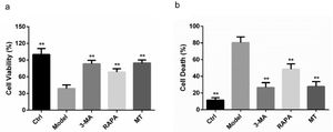 The protective effect of MT on ovarian granulosa cells in each group of rats. (a) The survival of rat ovarian granulosa cells in each group was detected by the CCK8 method. (b) The death of ovarian granulosa cells in each group was detected by the LDH method.