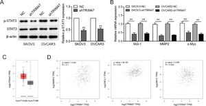 TRIM47 knockdown suppressed the STAT3 signaling pathway in ovarian cancer. (A) p-STAT3 and STAT3 levels in TRIM47 knockdown SKOV3 and OVCAR3 cells were determined by western blotting. (B) RT-qPCR measurement the expression of the STAT3 target genes MCL1, MMP2, and c-MYC. (C) TRIM47 mRNA expression data corresponding to ovarian cancer tissues (n = 426) and normal tissues (n = 88) were retrieved from a GEPIA database. (D) Spearman's correlation analyses between TRIM47 expression and Mcl-1, MMP2, and c-Myc, respectively. ⁎⁎p < 0.01.