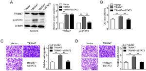 TRIM47 promoted cell proliferation and invasion by activating the STAT3 signaling pathway. (A) SKOV3 cells were transfected with TRIM47 plasmids, as well as co-transfected with TRIM47 plasmids and siRNA against STAT3 (TRIM47+siSTAT3), respectively, and western blotting was used to determine TRIM47 and STAT3 levels. (B) CCK-8 assay for the transfected SKOV3 cells. (C) Transwell® migration assay for the marked cells. Scale bar: 100 μm. (D) Transwell® invasion assay for the denoted cells. Scale bar: 100 μm. ⁎⁎p < 0.01.
