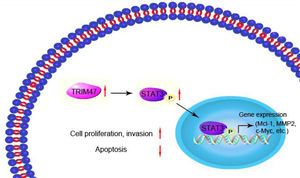 TRIM47 positively regulates STAT3 signaling, thereby promoting ovarian cancer cell proliferation and invasion.