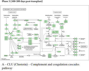 KEGG analysis in samples of patients submitted to allogeneic HSCT. The KEGG enrichment assay of CLU protein in the phase 3 (100‒200 days post-transplant). KEGG, Kyoto Encyclopedia of Genes and Genomes; CLU, Clusterin.