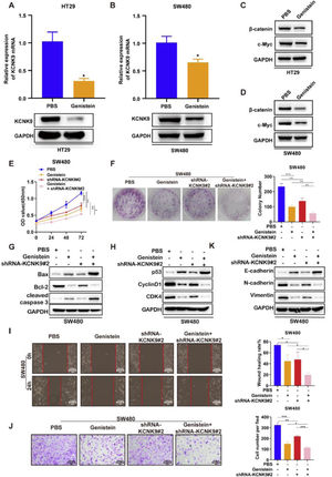 Genistein inhibited KCNK9 expression and Wnt/β-catenin signaling pathway, and genistein application and silencing of KCNK9 could inhibit cell proliferation, promote cell apoptosis, induce cell cycle arrest, decrease cell migration, and restrain EMT in SW480 colon cancer cell line. (A) KCNK9 expression was downregulated in HT29 cell line after administration of genistein; data were presented as mean ± SD; p-values were calculated using the Student's t-test. (B) KCNK9 expression was downregulated in the SW480 cell line after administration of genistein; data were presented as mean ± SD; p-values were calculated using the Student's t-test. (C) The expression levels of β-catenin and c-Myc were downregulated in the HT29 cell line after administration of genistein. (D) The expression levels of β-catenin and c-Myc were reduced in the SW480 cell line after administration of genistein. (E) CCK-8 assay showed decreased cell viability after genistein application and silencing of KCNK9; data were presented as mean ± SD; p-values were calculated using the Student's t-test. (F) Colony formation assay showed reduced cell proliferation after genistein application and silencing of KCNK9; data were presented as mean ± SD; p-values were calculated using the Student's t-test. G. Expression levels of Bax, Bcl-2, caspase-3, cleaved caspase-3, PARP, and cleaved PARP were altered after genistein application and silencing of KCNK9; (H) Expression levels of p53, CyclinD1, CDK6, and CDK4 were altered after genistein application and silencing of KCNK9. (I) Wound healing assay showed decreased migration after genistein application and silencing of KCNK9; data were presented as mean ± SD; p-values were calculated using the Student's t-test. (J) Transwell assay showed declined cell invasion ability after genistein application and silencing of KCNK9; data were presented as mean ± SD; p-values were calculated using the Student's t-test. (K) Expression levels of E-cadherin, N-cadherin, and vimentin were altered after genistein application and silencing of KCNK9.