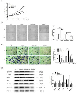 MiR-96-5p promoted the proliferation, invasion and metastasis of H1299 cell. (A) MiR-96-5p mimics promoted the proliferation of H1299 cell, while miR-96-5p inhibitor inhibited the proliferation of H1299 cell as shown by CCK8 assay; (B) A wound healing assay demonstrated that miR-96-5p mimics accelerated H1299 cell migration, while miR-96-5p inhibitor reduced H1299 cell migration; (C) A transwell assay indicated that miR-96-5p mimics enhanced the invasion of H1299 cell, while miR-96-5p inhibitor decreased the invasion of H1299 cell. (D) Western blotting assays for the expression of cycle‐associated, invasion-associated, apoptosis‐related and proliferation-related proteins in H1299 cells after transfection with miR-96-5p mimics or inhibitor (* p < 0.05, ** p < 0.01 and *** p < 0.001).
