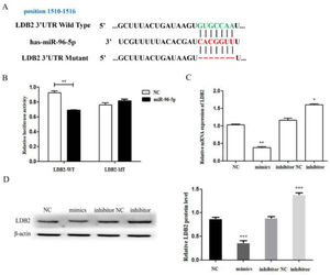 LDB2 is a target of miR-96-5p in H1299 cell. (A) The predicted binding sites of miR-96-5p in the 3’UTR of LDB2; (B) Luciferase reporter assay was used to determine the binding site; (C) The relative mRNA expression of LDB2 was decreased or increased after transfection with miR-96-5p mimics or inhibitor for 24 hours; (D) The expression of LDB2 was decreased or increased after transfection with miR-96-5p mimics or inhibitor for 48 hours (* p < 0.05 and ** p < 0.01).