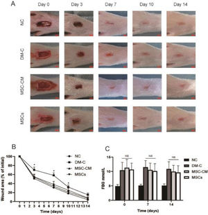Wound area and fasting blood glucose levels. (A) Effect on DFUs in rats after treatment (2 mm). (B) Wound area rate. At day 3, 7 and 10, wound area rate of DM-C group was higher than those of the other three groups. (*p < 0.05). (C) Blood glucose levels. There were no significant differences in fasting blood glucose levels among DM-C, MSC-CM and MSCs group.