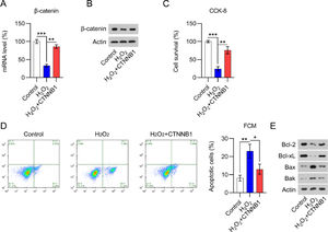 β-catenin was downregulated in H2O2-treated cardiomyocytes. Cardiomyocytes were first transfected with pcDNA3.1-CTNNB1 for 24h and then treated with 100 μM H2O2 for over 12h. (A) qPCR and (B) WB analysis of β-catenin mRNA and protein levels in cardiomyocytes with the indicated treatment. (C) CCK-8 assays showing cell growth rates and survival, respectively. (D) Annexin V-FITC and PI FCM analysis of the percentage of apoptotic cells. (E) WB analysis of Bax, Bak, Bcl-2, and Bcl-xL protein expression in cells. CCK-8, Cell Counting Kit-8; CFA, Colony Formation Assay; FCM, Flow Cytometry; FITC, Fluorescein Isothiocyanate; PI, Propidium Iodide; Qpcr, quantitative PCR; WB, Western Blot.