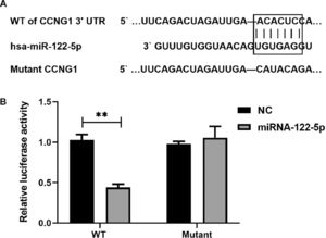 CCNG1 is a direct target gene of miRNA-122. (A) The 3’UTR segment of CCNG has a binding site for miRNA-122. (B) The miRNA-122 mimic activity significantly inhibited the luciferase activity of the Psicheck-2-X-3UTR (wild-type).