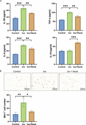 Neob reduces ISO treatment-induced elevated levels of inflammation. (A) ELISA assay is used to detect the IL-1b, TNF-a, IL-6, and IL-10 concentrations in the mice serum in each group. (B) IHC detection of the ratio of IBA-1–positive cells in mice brain sections in each group.