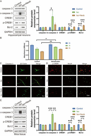 Neob reduces iso-induced apoptosis of hippocampal neurons via the p-CREB1 pathway. (A) Neural stem cells are treated with Neob and subsequently injected with ISO. Apoptosis and CREB1 phosphorylation levels are evaluated using western blot. (B) Primary hippocampal neurons are treated with Neob and subsequently injected with ISO for 0h, 3h, and 6h. Next, the cell viability of hippocampal neurons is evaluated using the CCK-8 assay. (C) Immunofluorescence of primary hippocampal neurons using caspase-3 (red) and β3-Tubulin (green) to label cells. (D) IF of primary hippocampal neurons using p-CREB1 (red) and NeuN (green) to label cells. (E) Caspase-3, cleaved caspase-3, CREB1, p-CREB1, and Bcl-2 expression in mouse brain tissue are evaluated using the western blot assay.
