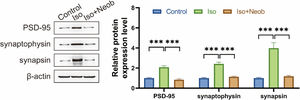 Neob rescues ISO-induced abnormalities of synaptic protein. After neonatal mice are treated with Neob and inhaled with ISO, the PSD-95, synaptophysin, and synasin expressions in mice brains are detected using western blot.