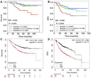 FKBP10 expression negatively correlates with Overall Survival (OS) and Diseases Free Survival (DFS) of patients with primary lung adenocarcinoma. (A and B) Data were obtained from CANCERTOOL database. Quartiles represent ranges of expression that divide the set of values into quarters. Quartile color code: Q1 (Blue), Q2 + Q3 (Green), Q4 (Red). Kaplan-Meier analysis and Mantel-Cox test were performed. (C and D) Data were obtained from KMPLOT. High expression: red, Low expression: black. Kaplan-Meier analysis and Mantel-Cox test were performed.
