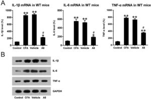 Impact of A8 on inflammatory cytokine production in the CFA-induced WT mouse. Forty-eight hours after injection of CFA, tissue was collected from the WT mice, and then, IL-1β, IL-6, and TNF-α mRNA levels were determined by (A) qPCR and (B) WB. The results of three independent experiments were presented as mean ± SD. n = 8 mice in each group. #p < 0.05, compared to the CFA group; *p < 0.05, **p < 0.01, compared to the control group.