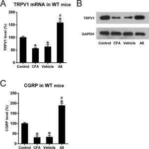 Effects of CFA and A8 treatment on expression and activity of TRPV1 channel in mice. (A) qPCR and (B) WB analysis determined mRNA levels of TRPV1 of mice in vehicle, CFA, A8, and control groups. (C) ELISA was employed to assess the levels of CGRP in DRG and SCDH tissues of mice in vehicle, CFA, A8, and control groups. The results of three separate experiments were presented as mean ± SD. n = 8 mice in each group. #p < 0.05, compared to the CFA group; *p < 0.05, compared to the control group.