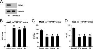 Effects of A8 administration in the CFA-induced TRPV1-/- mouse. (A) WB determined the protein expression of TRPV1 in WT and TRPV1-/- mice. (B) Post-treatment AWR figures in TRPV1-/- mice. (C) MWT subsequent to DEX treatment in TRPV1-/- mice. (D) TWL value following DEX treatment in TRPV1-/- mice. The results of the three separate tests were presented as mean ± SD. n=8 mice in each group. *p < 0.05, compared to control group.