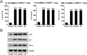 Impact of A8 on inflammatory cytokine production in the CFA-induced TRPV1-/- mouse. Forty-eight hours after injection of CFA, tissue was collected from the TRPV1-/- mice, and then, IL-1β, IL-6, and TNF-α mRNA levels were determined by (A) qPCR and (B) WB. The results of three independent experiments were presented as mean ± SD. n = 8 mice in each group. **p < 0.01, compared to the control group.