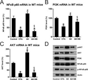 Impact of TRPV1 blockage on NFκB and PI3K activation. Forty-eight hours after injection of CFA, tissue was collected from the animals. (A, B, C) qPCR was employed to examine mRNA levels of NFκB, PI3K, and AKT in the DRG and SCDH tissue of mice in CFA, A8, A8+SB, and control groups. (D) WB was employed to determine the protein levels of NFκB, PI3K, and AKT, and phosphorylation of NFκB and PI3K, in the DRG and SCDH tissues of mice in CFA, A8, A8+SB, and control groups. The results of three separate experiments were presented as mean ± SD. n = 8 mice in each group. #p < 0.05, compared to the CFA group; *p < 0.05, compared to the control group; $p < 0.05, compared to the A8 group.