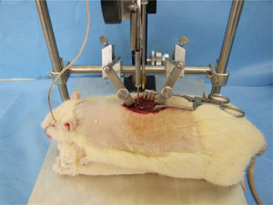 Animal positioned for spinal cord contusion and initial contact of the equipment with the spinal cord.